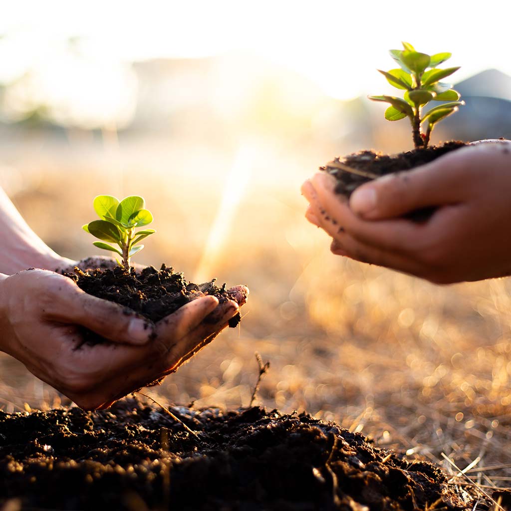 Two,Men,Are,Planting,Trees,And,Watering,Them,To,Help